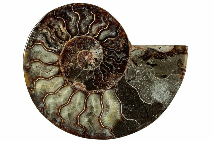 Cut & Polished Ammonite Fossil (Half) - Madagascar #292824